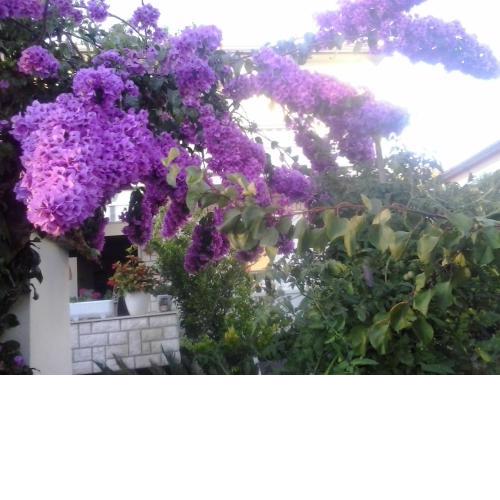 Apartman Branka