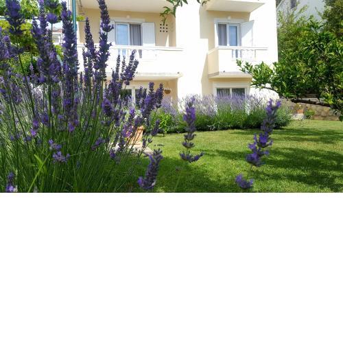 Apartment Branka