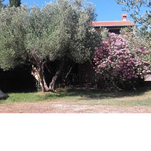 Apartments by the sea Cove Pogana, Cres - 14172