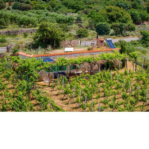 Ecological Vineyard House