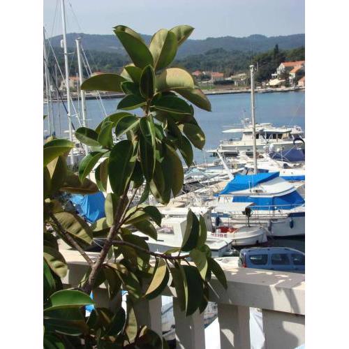 The Olive Tree